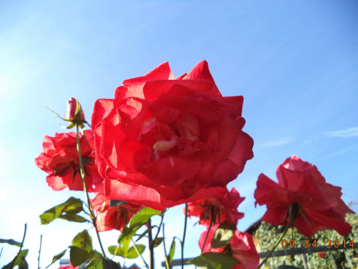 DSC01428 - Trandafiri 2014
