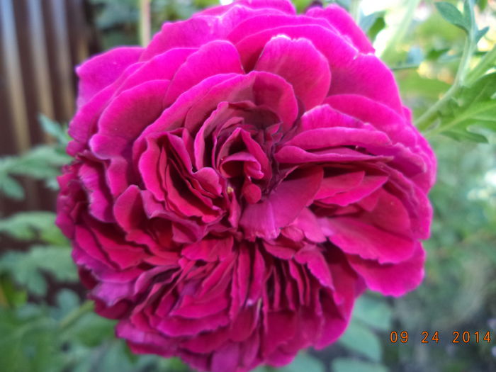 FALSTAFF - Trandafiri 2014