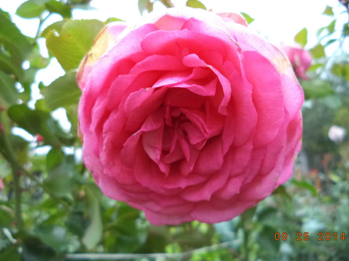 DSC01440 - Trandafiri 2014