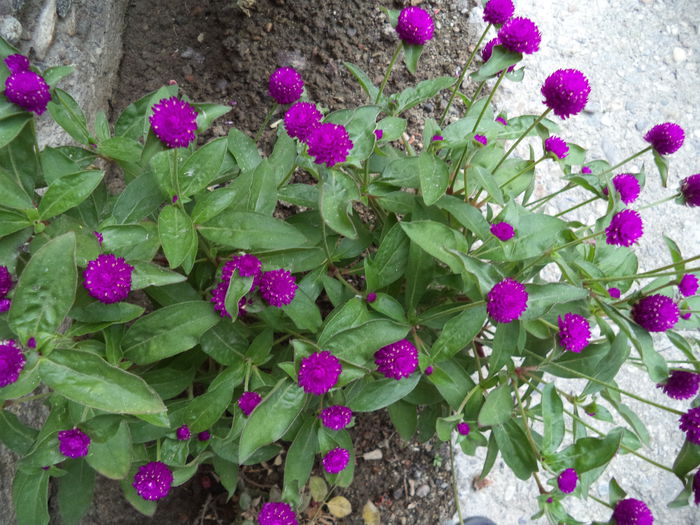 GOMPHRENA