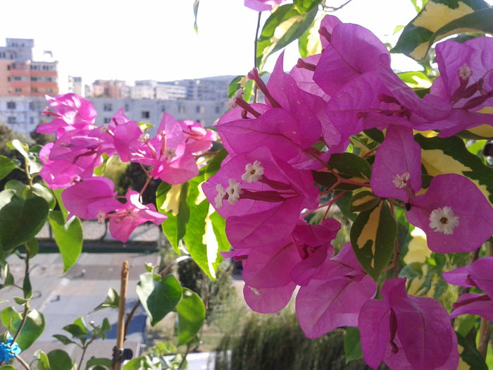 Fotografie-0010 - BOUGAINVILLEA un nou inceput - continuarea pasiunii - 2014-2015-2017