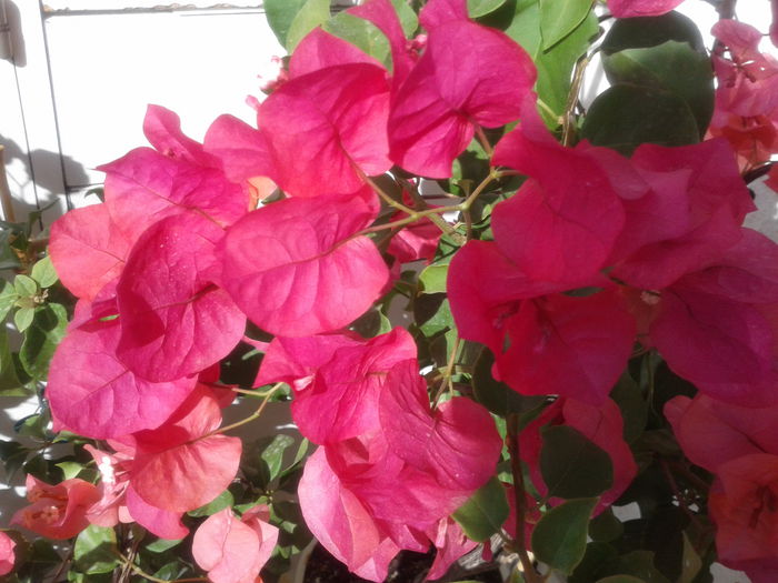 Fotografie-0016 - BOUGAINVILLEA un nou inceput - continuarea pasiunii - 2014-2015-2017