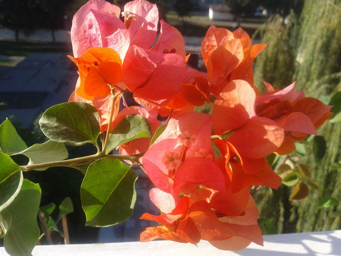 Fotografie-0062 - BOUGAINVILLEA un nou inceput - continuarea pasiunii - 2014-2015-2017