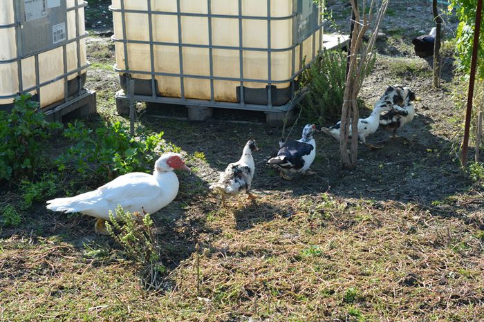 DSC_0432 - Rate muscovy ducks -lesesti