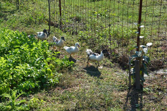 DSC_0439 - Rate muscovy ducks -lesesti