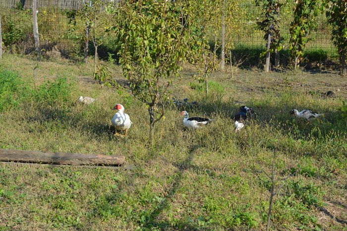 DSC_0483 - Rate muscovy ducks -lesesti