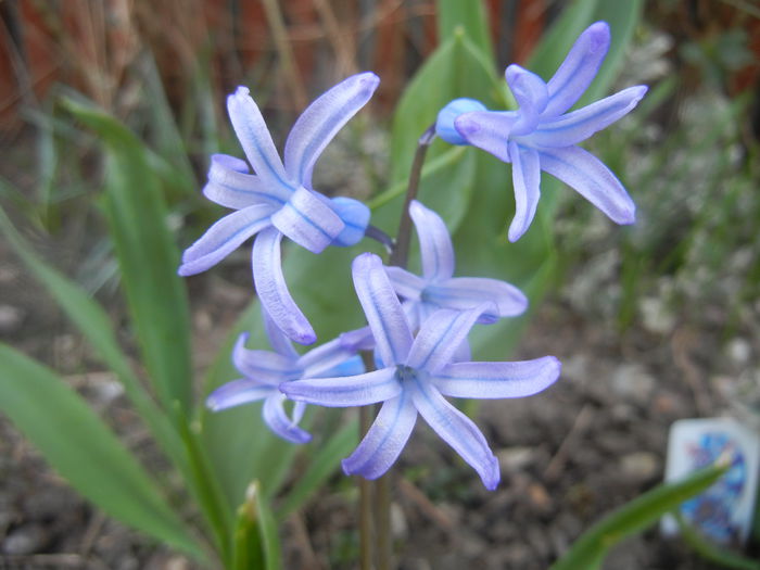 Hyacinth multiflora Blue (2014, March 26) - Hyacinth multiflora Blue