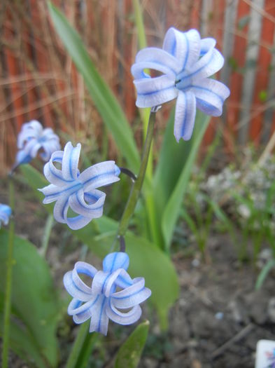 Hyacinth multiflora Blue (2014, April 03) - Hyacinth multiflora Blue