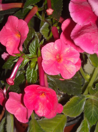  - 0 Zambetul florilor