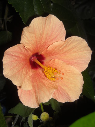  - 0 Zambetul florilor