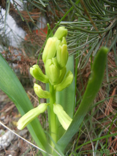 Hyacinth City of Haarlem (2014, Mar.25)