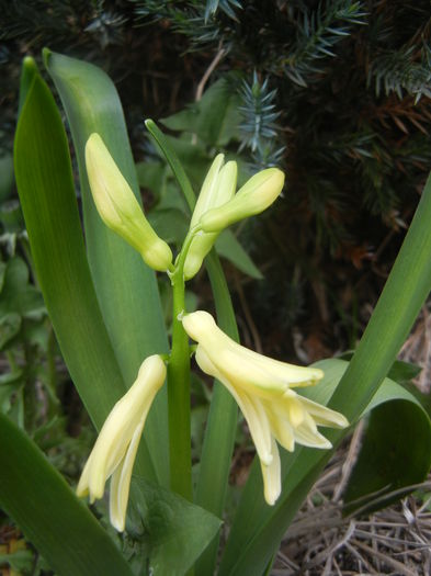 Hyacinth City of Haarlem (2014, Mar.25)