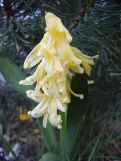 Hyacinth City of Haarlem (2014, Mar.29)