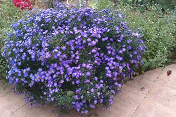 ASTER ALBASTRU - ASTER - COLECTIA MEA