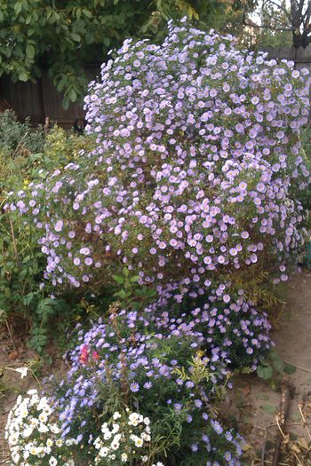 ASTER MIXT - ASTER - COLECTIA MEA