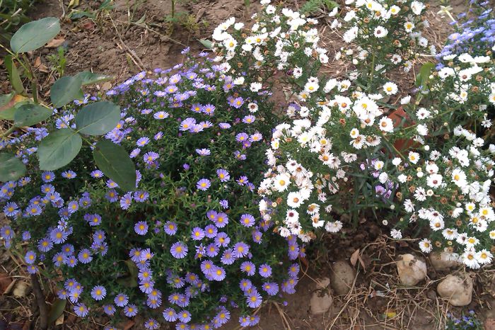 ASTER PITIC - ASTER - COLECTIA MEA