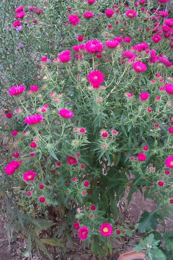 ASTER ROSU - ASTER - COLECTIA MEA