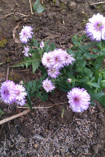 ASTER VICTORIA - ASTER - COLECTIA MEA