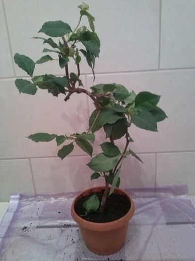 GOLDEN TANGO de la lumibogza; 26.09.2014
