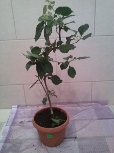 GOLDEN TANGO 2; 26.09.2014
