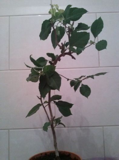 GOLDEN TANGO 3; 26.09.2014
