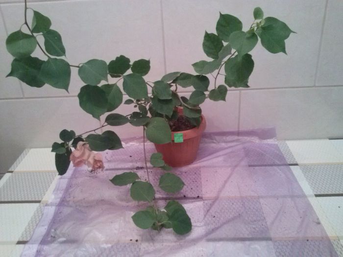 PAGODA PINK de la lumibogza; 26.09.2014
