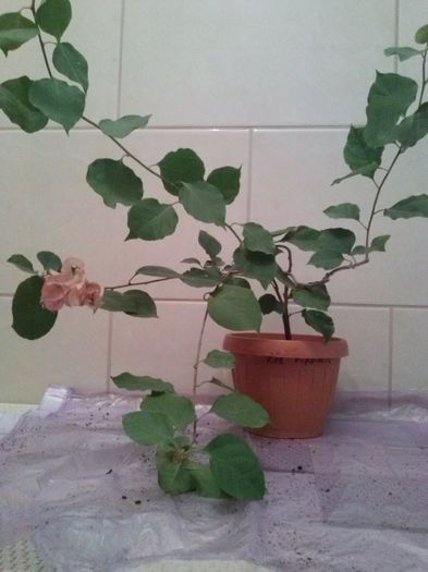 PAGODA PINK 3; 26.09.2014
