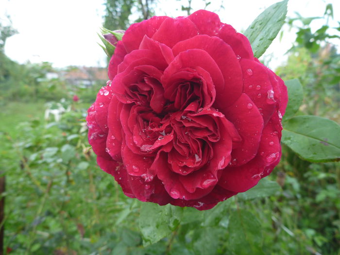 Tess of the d'Urbervilles