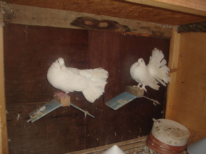 Rotati albi - Porumbei de ornament 2014