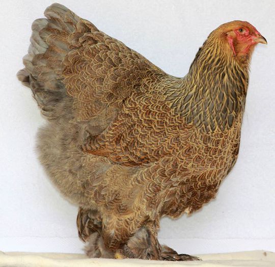 Belgia -Benjamin de Backer