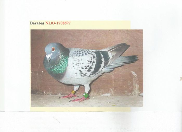 BARABAS-FIU DIN SAPPHIRE