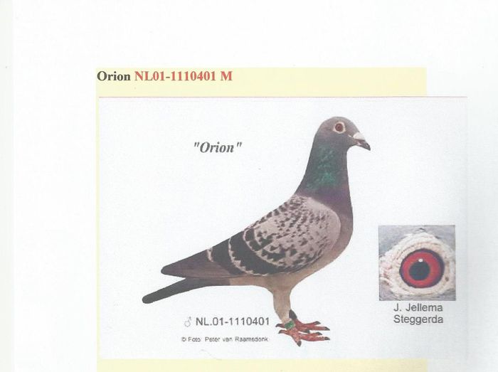 ORION-TATAL LUI NIRVANA,FRATE CU SAPPHIRE