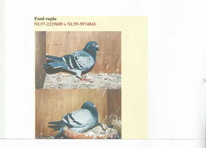 DE BERGERAC -DOFFER SI BLAUWE DAME -CUPLUL DE AUR PENTRU FOND