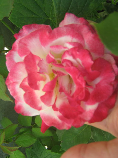 Picture My plants 400 - Sfarsit de semptembrie-2014