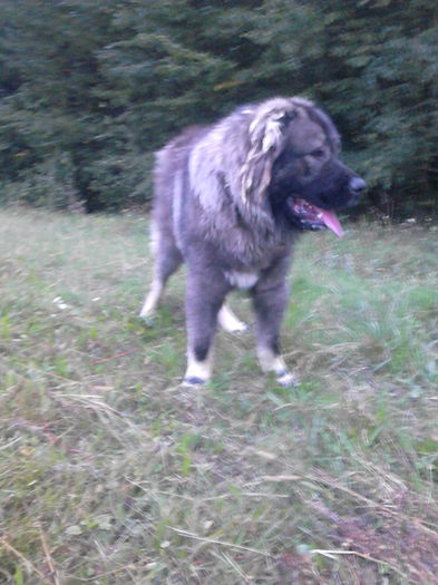 IMG_20140920_185922 - ciobanesc caucazian