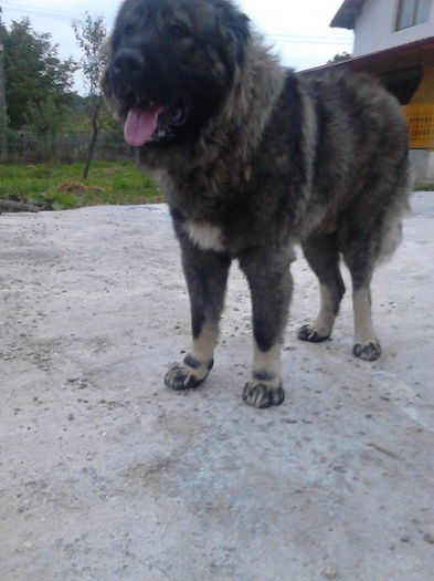 IMG_20140920_191042 - ciobanesc caucazian