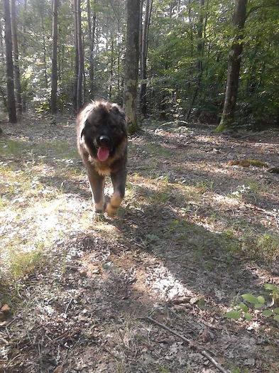 IMG_20140913_163928 - ciobanesc caucazian