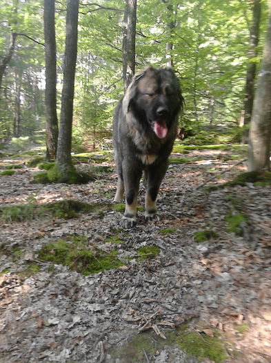 IMG_20140913_164917 - ciobanesc caucazian