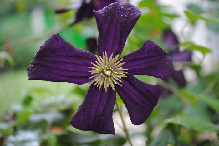 clematis Romantika - Trandafiri si clematite III