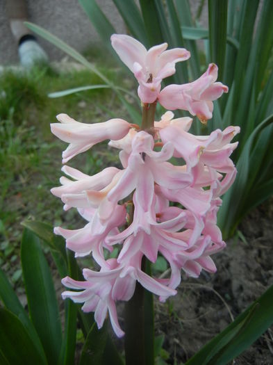 Hyacinth Fondant (2014, March 21)