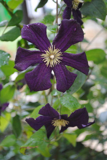 clematis Romantika - Trandafiri si clematite III