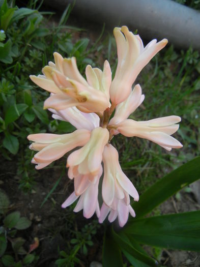 Hyacinth Fondant (2014, March 21)