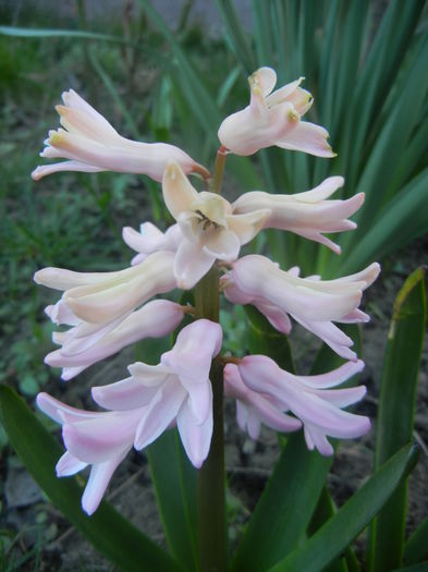 Hyacinth Fondant (2014, March 21)