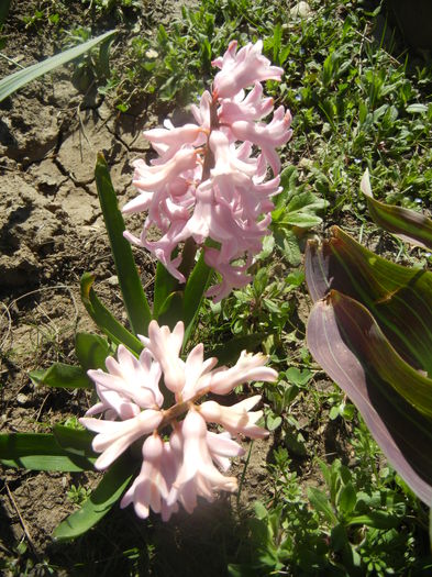 Hyacinth Fondant (2014, March 21)