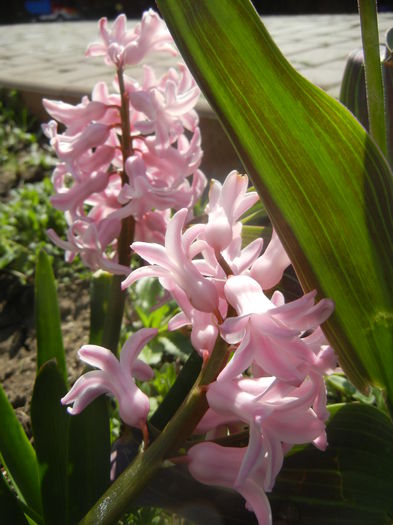 Hyacinth Fondant (2014, March 23)