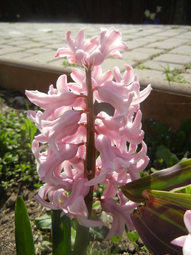 Hyacinth Fondant (2014, March 23)