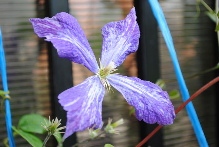 clematis Tie Dye - Trandafiri si clematite III