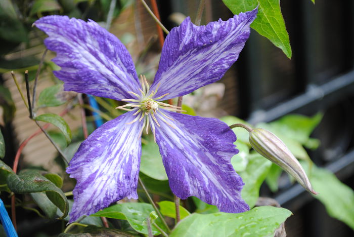 clematis Tie Dye - Trandafiri si clematite III