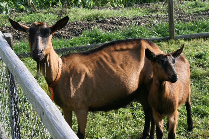 Alpine la soare - Rase de oi si capre-Poze deosebite-1
