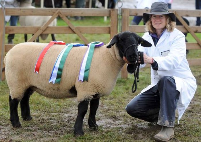 Berbec Suffolk la Expozitie